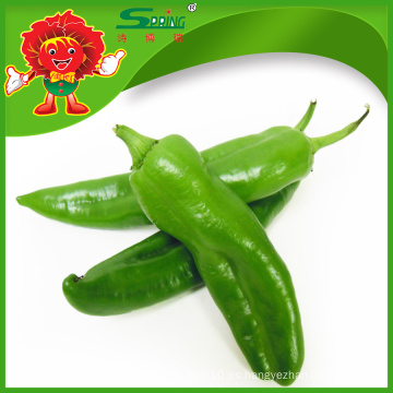 FRESH GREEN CHILLI AL POR MAYOR